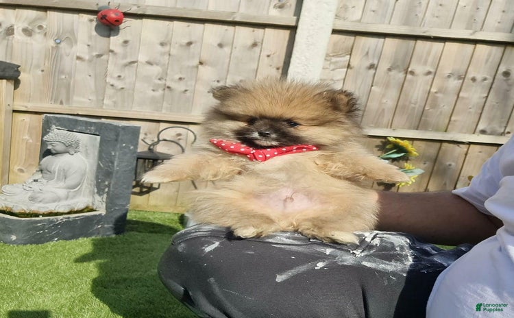 Pomeranian dogs for sale - Ad 2