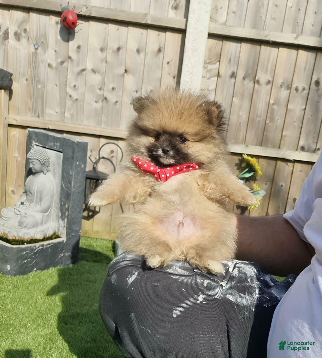 Pomeranian dogs for sale: Dex - Image 1