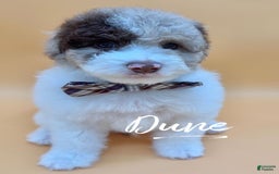 Miniature Poodle dogs for sale: Dune - Image 1