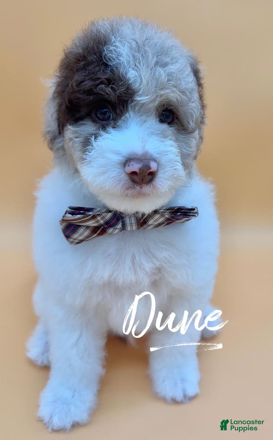 Miniature Poodle dogs for sale: Dune - Image 1