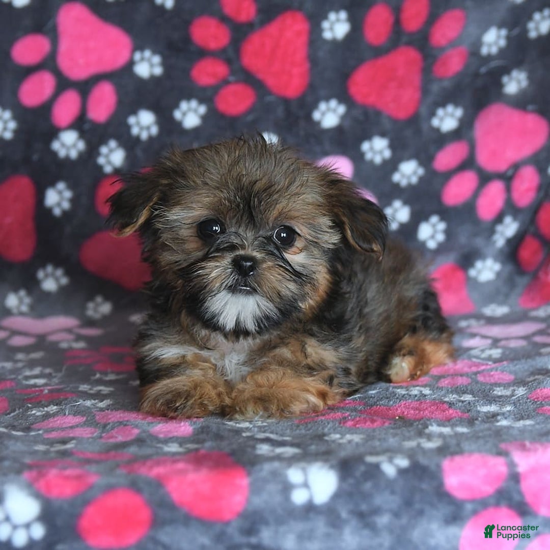 Shorkie dogs for sale: Hudson - Image 8