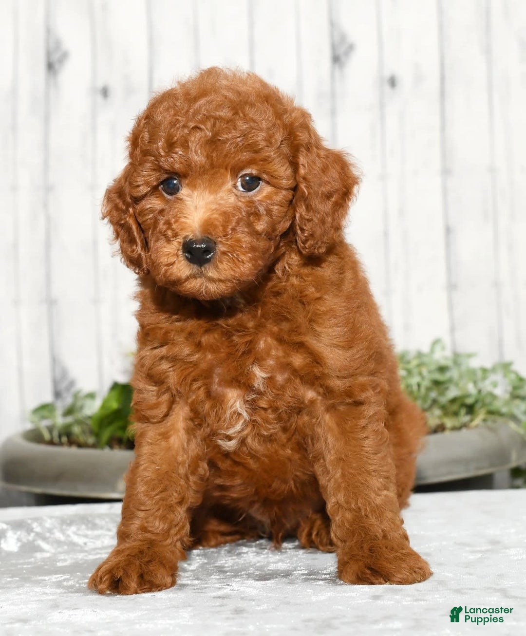 Miniature Poodle dogs for sale: Zeke - Image 4