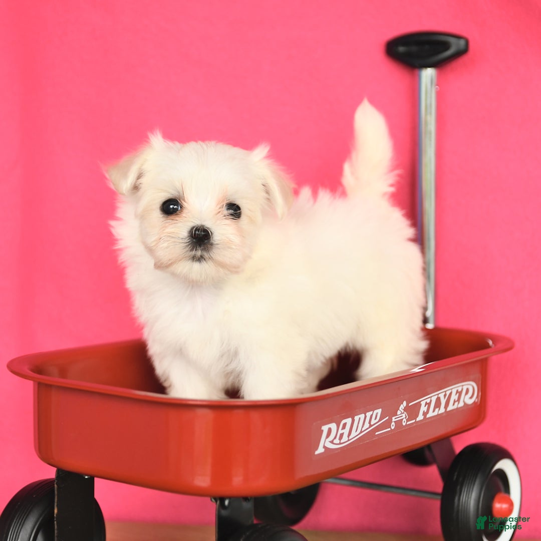 Maltese dogs for sale: Minnie - Image 1