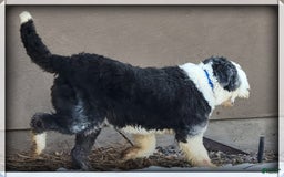 Old English Sheepdog dogs for sale: Taylee - Image 3
