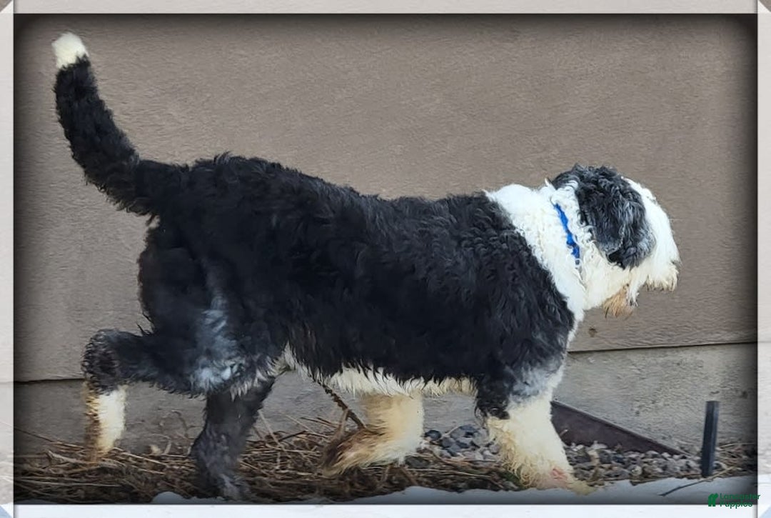 Old English Sheepdog dogs for sale: Taylee - Image 3