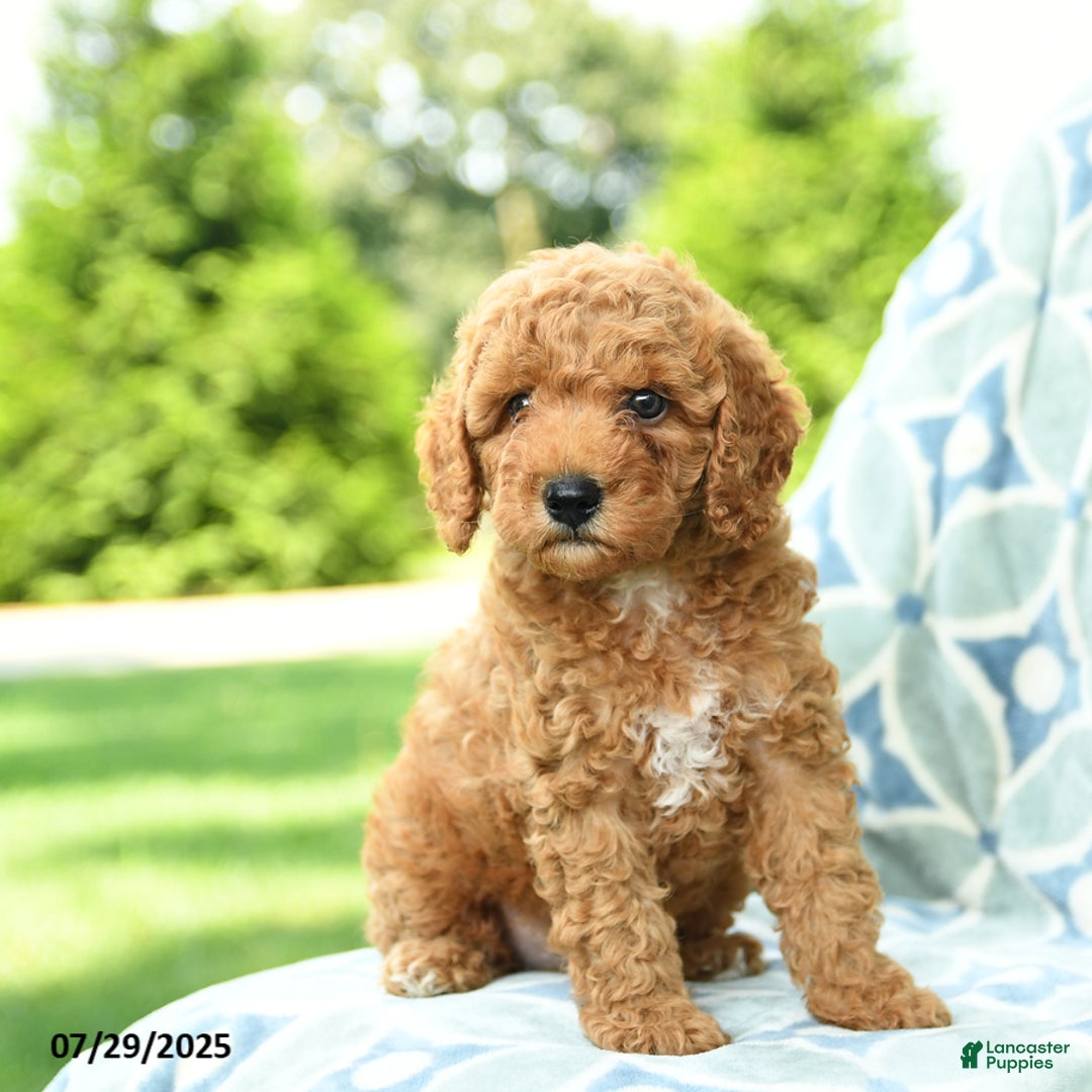 Cockapoo dogs for sale: Kiwi - Image 1