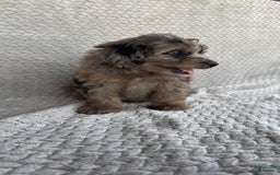 Mini Aussiedoodle dogs for sale: Hazel - Image 4