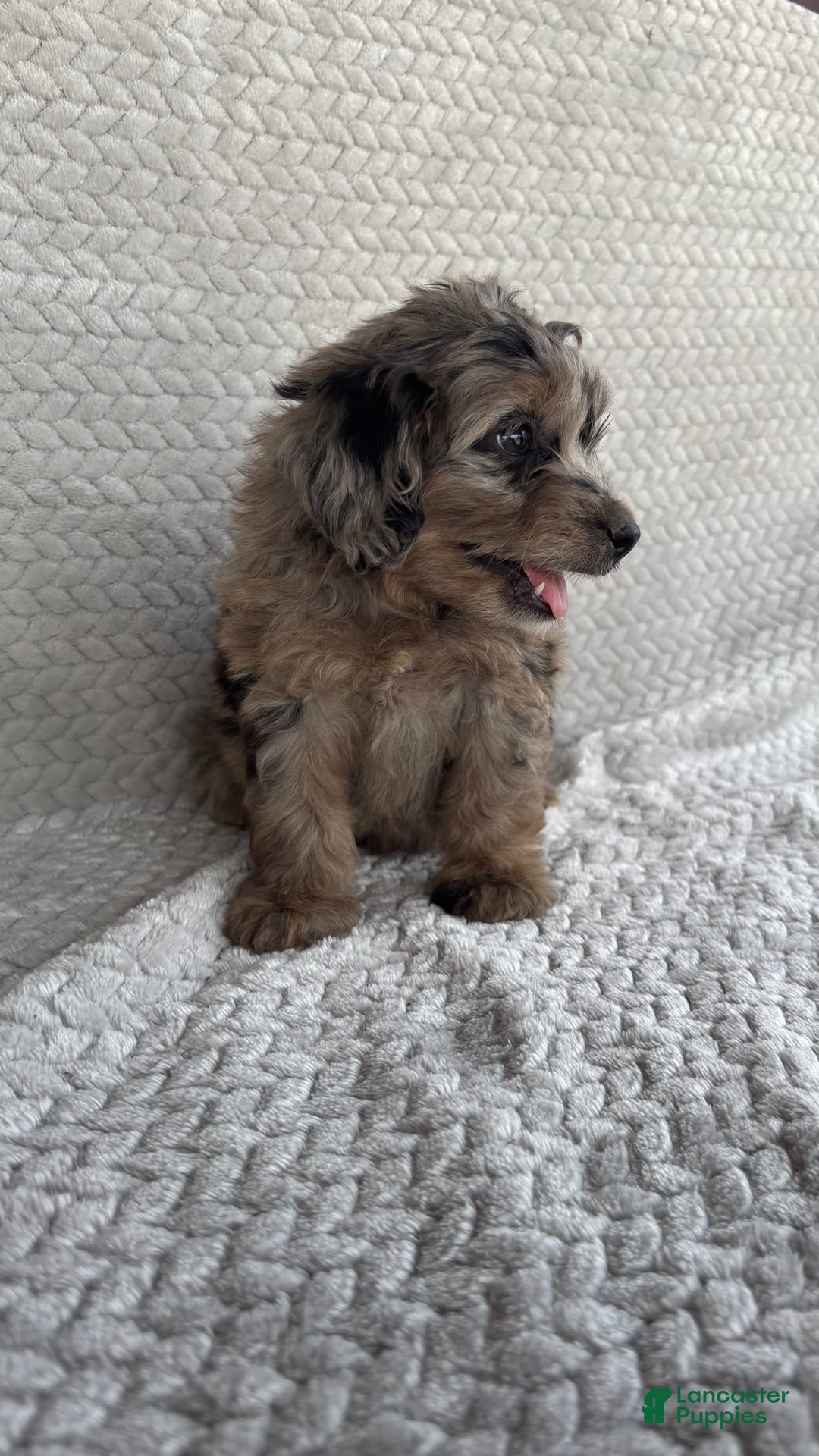 Mini Aussiedoodle dogs for sale: Hazel - Image 4