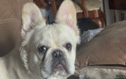 French Bulldog dogs for stud: Whiskey - Image 1