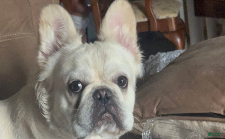 French Bulldog dogs for stud - Ad 2