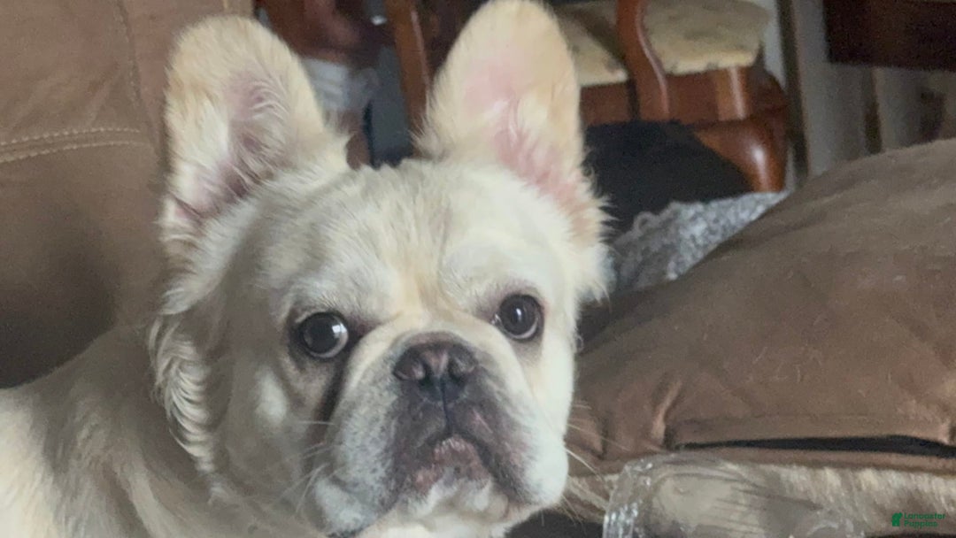 French Bulldog dogs for stud: Whiskey - Image 1