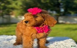 Goldendoodle dogs for sale: Milly - Image 6
