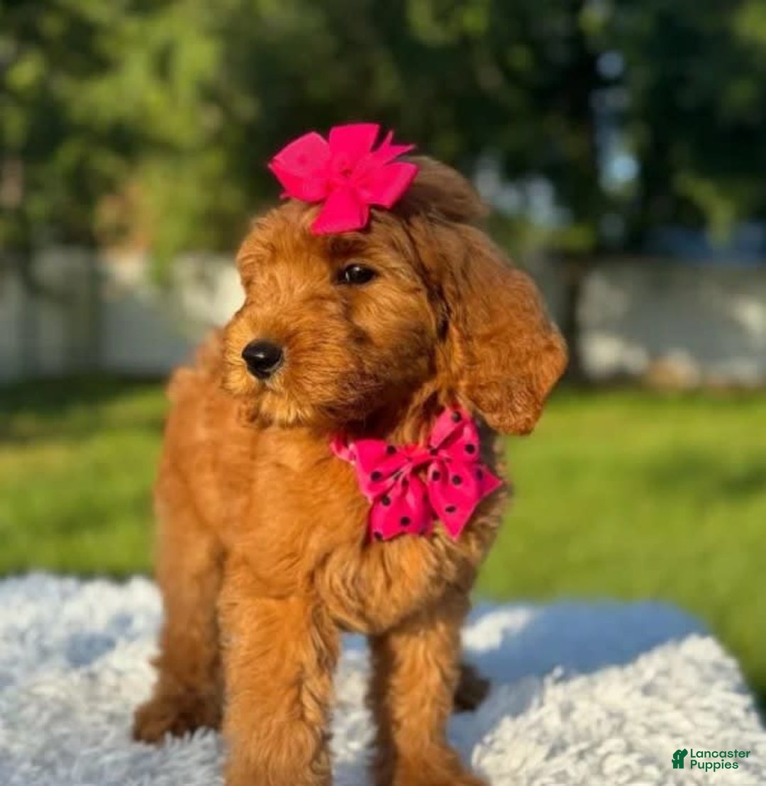 Goldendoodle dogs for sale: Milly - Image 6