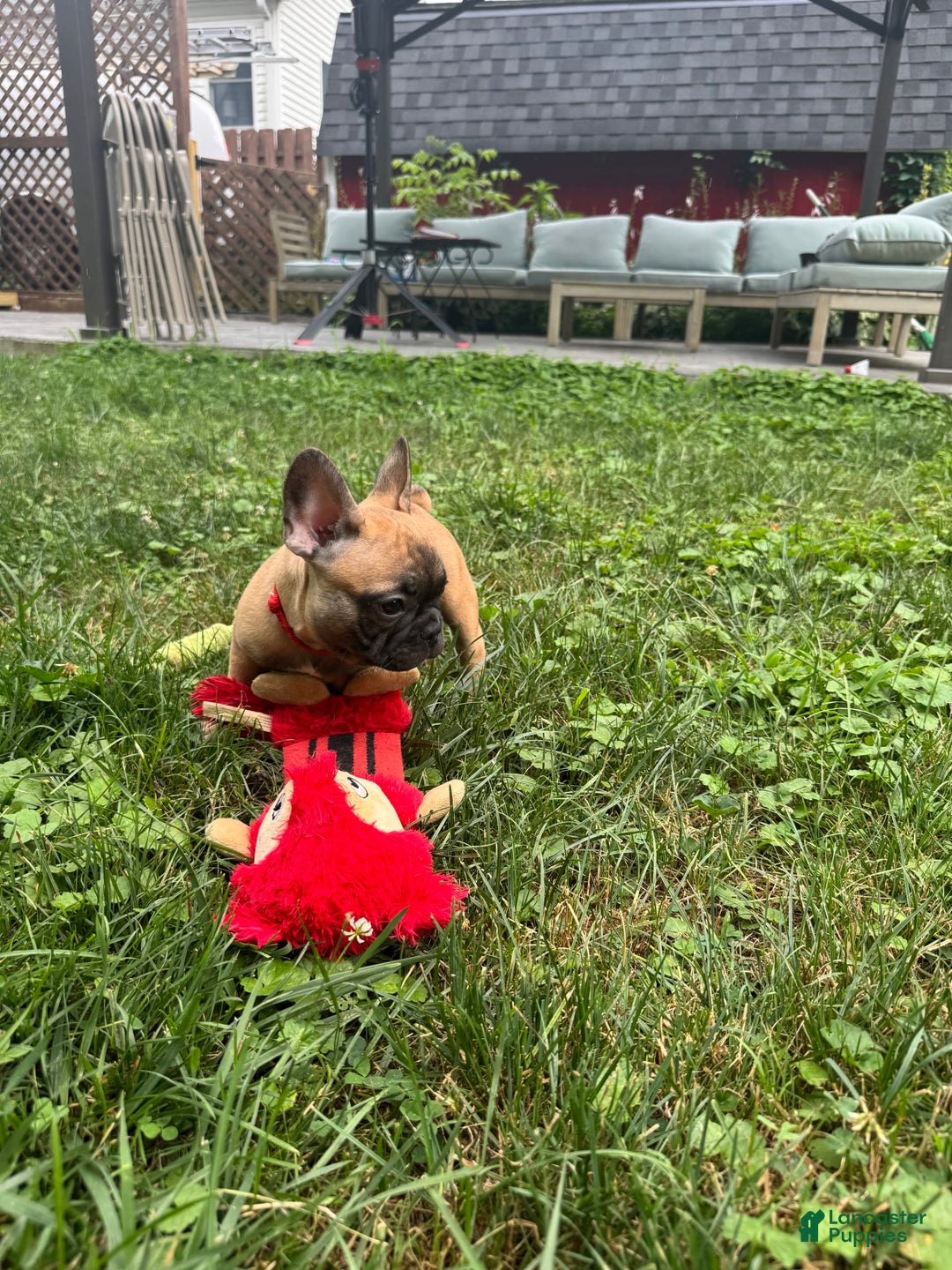 French Bulldog dogs for sale: Rochy - Image 2