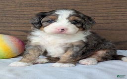 Mini Bernedoodle dogs for sale: Bluey - Image 19