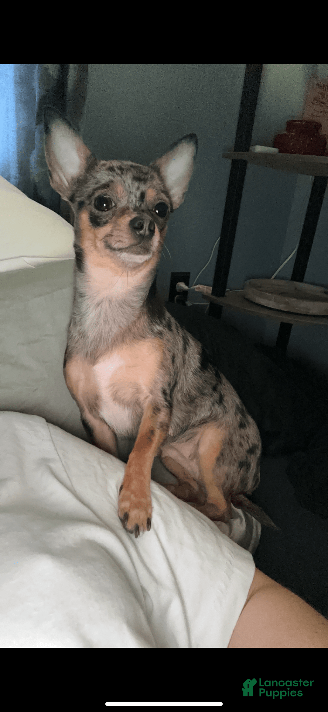 Chihuahua dogs for sale: Armani - Image 10