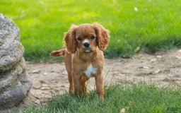 Cavalier King Charles Spaniel dogs for sale: Clifford - Image 22