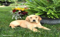 Goldador dogs for sale: Sophie - Image 4