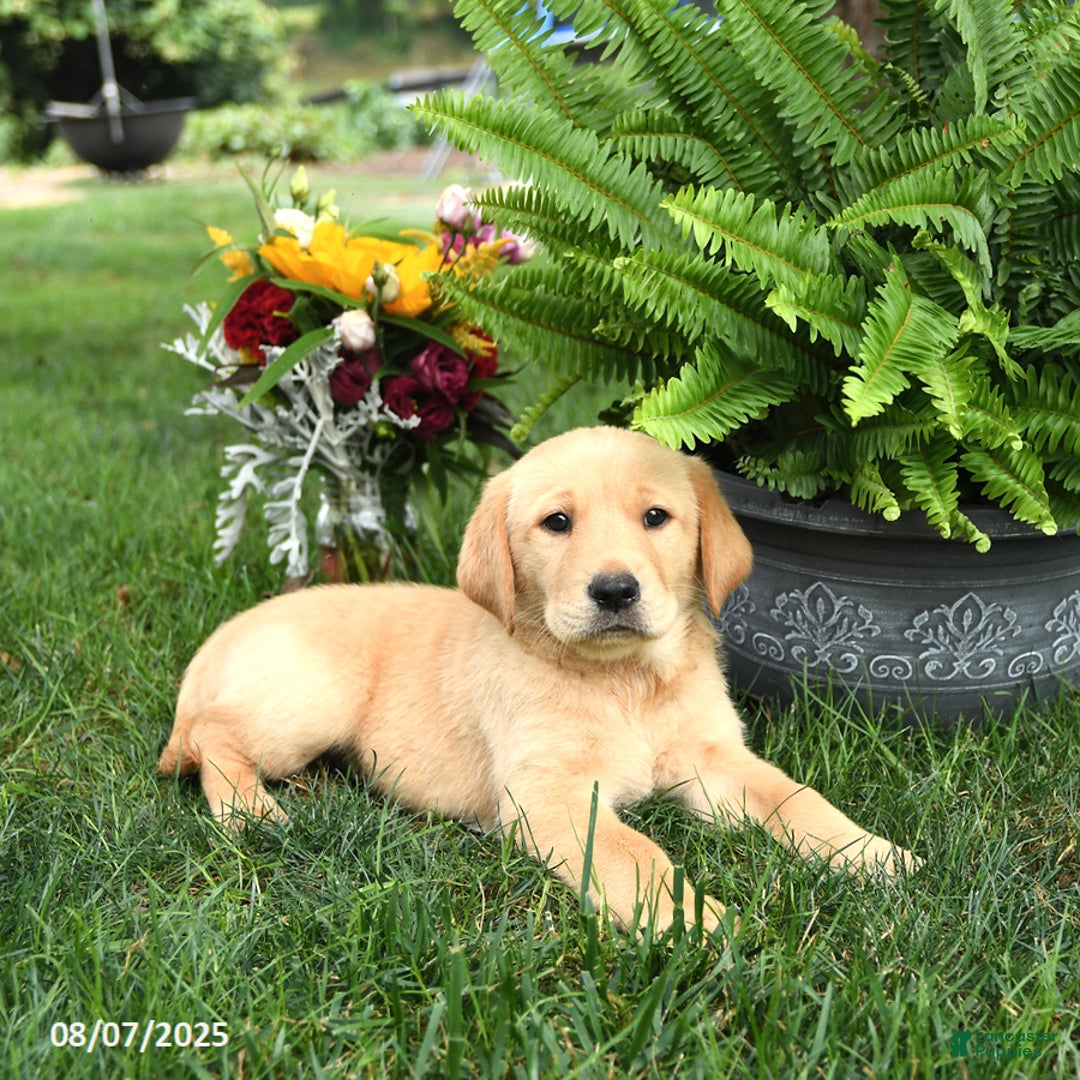 Goldador dogs for sale: Sophie - Image 4