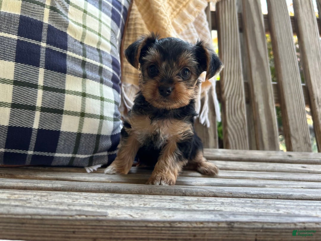 Yorkshire Terrier dogs for sale: Rey - Image 3