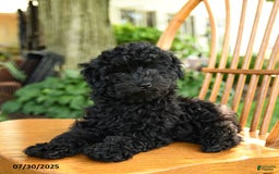 Toy Poodle dogs for sale: George - Image 5