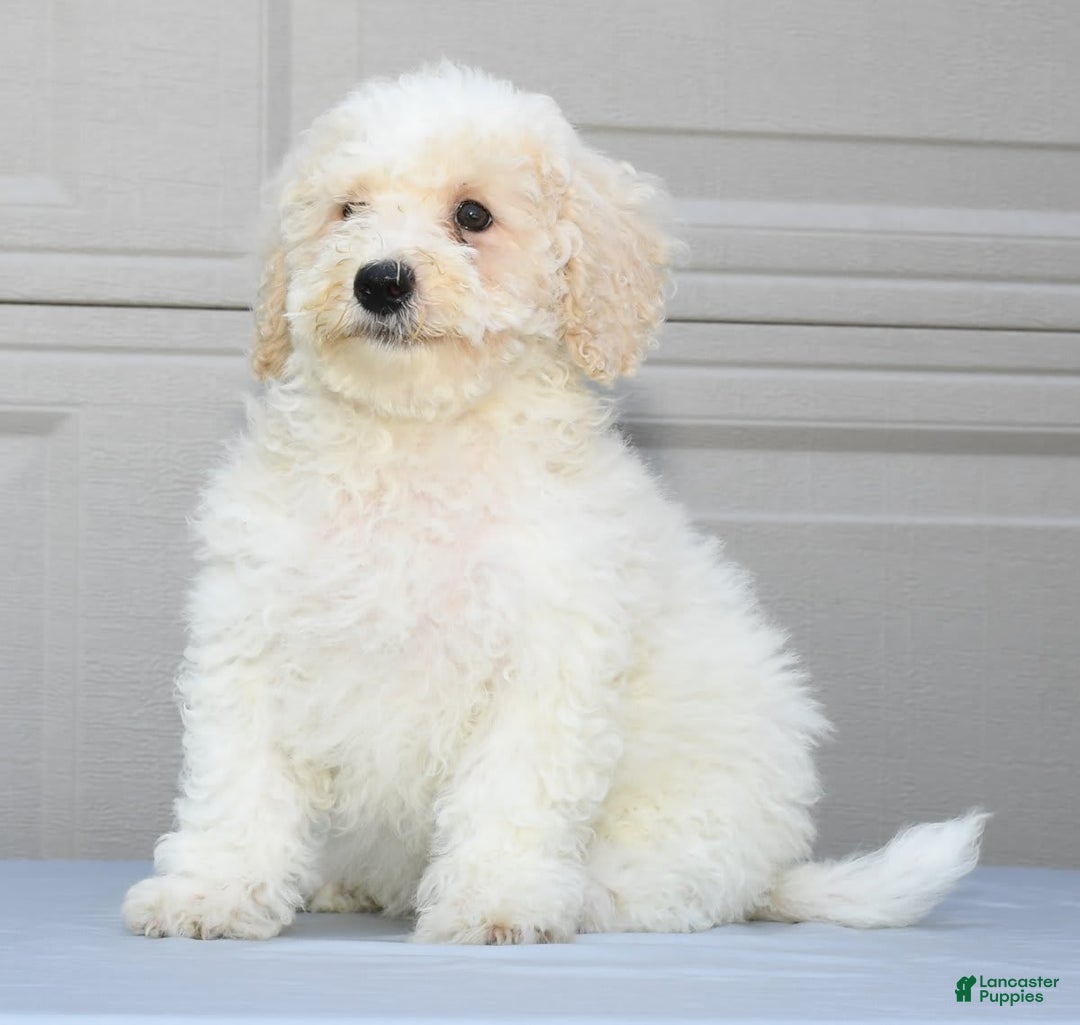 Maltipoo dogs for sale: Riley - Image 4