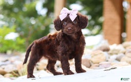 Miniature Dachshund dogs for sale: Chai - Image 8