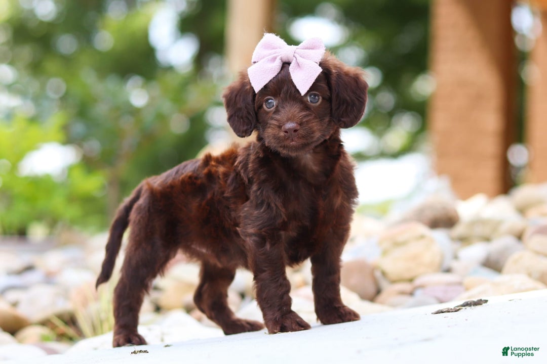 Miniature Dachshund dogs for sale: Chai - Image 8