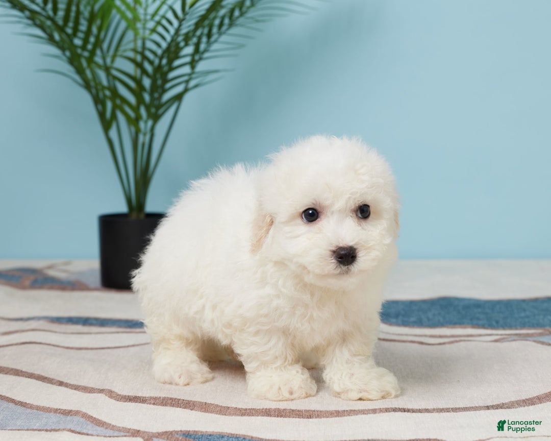 Bichon Frise dogs for sale: Jax - Image 3