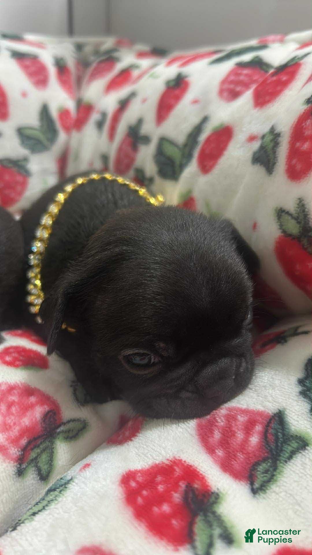French Bulldog dogs for sale: Cocky - Image 2