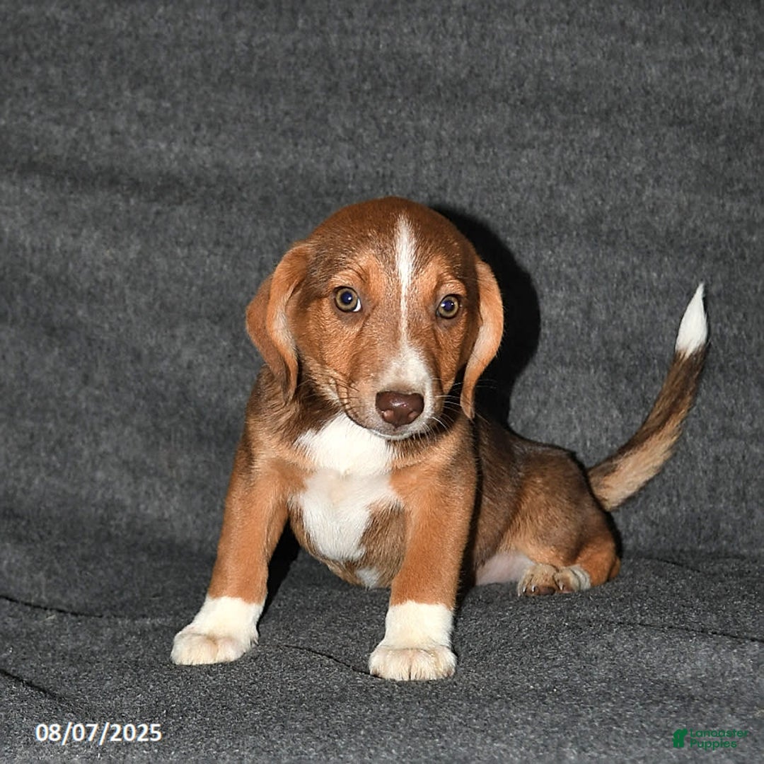 Australian Shepherd dogs for sale: Australian Shepherd 5 puppies - Image 4