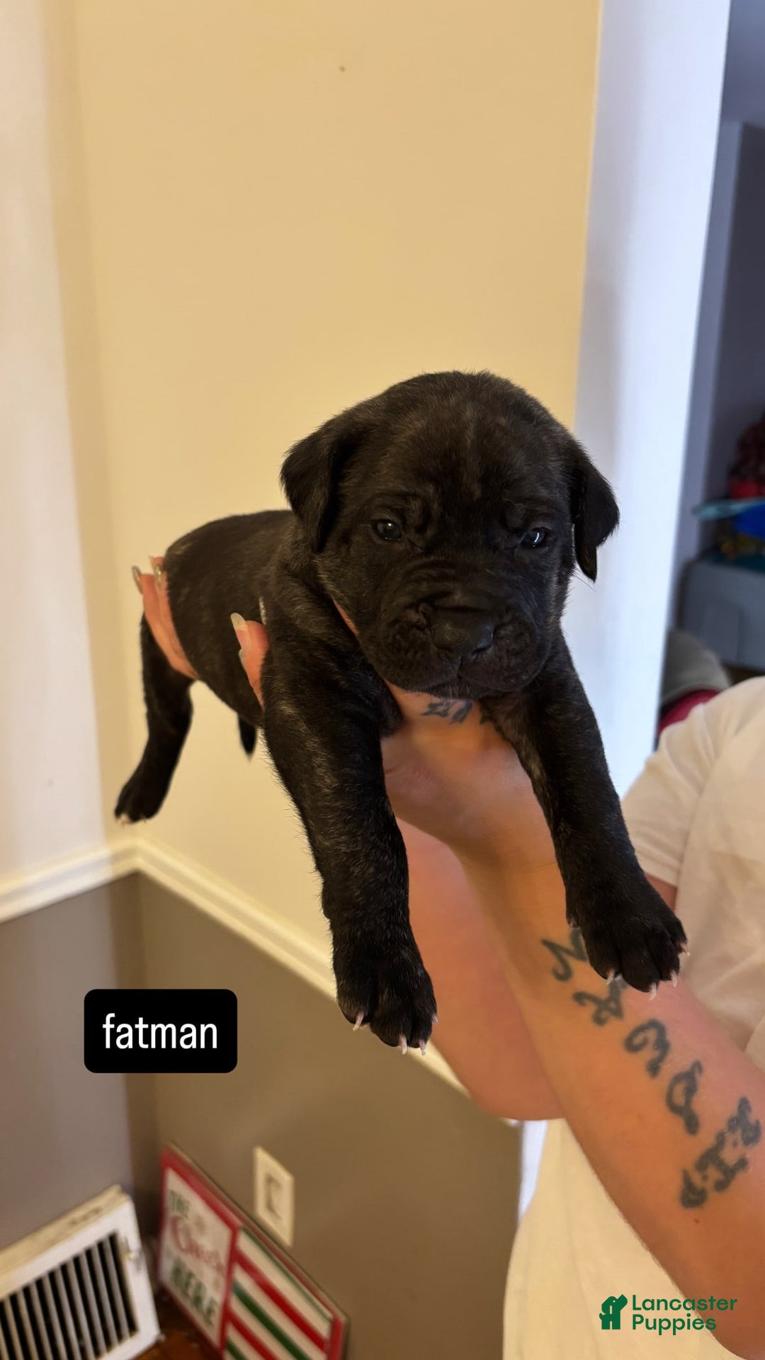 Cane Corso dogs for sale: Cane Corso 6 puppies - Image 3