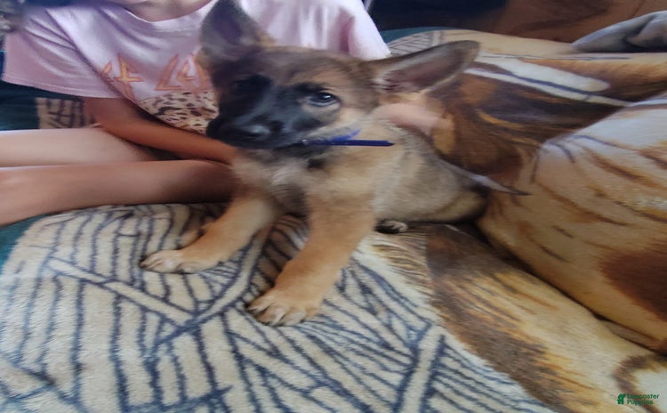 German Shepherd dogs for sale - Ad 1