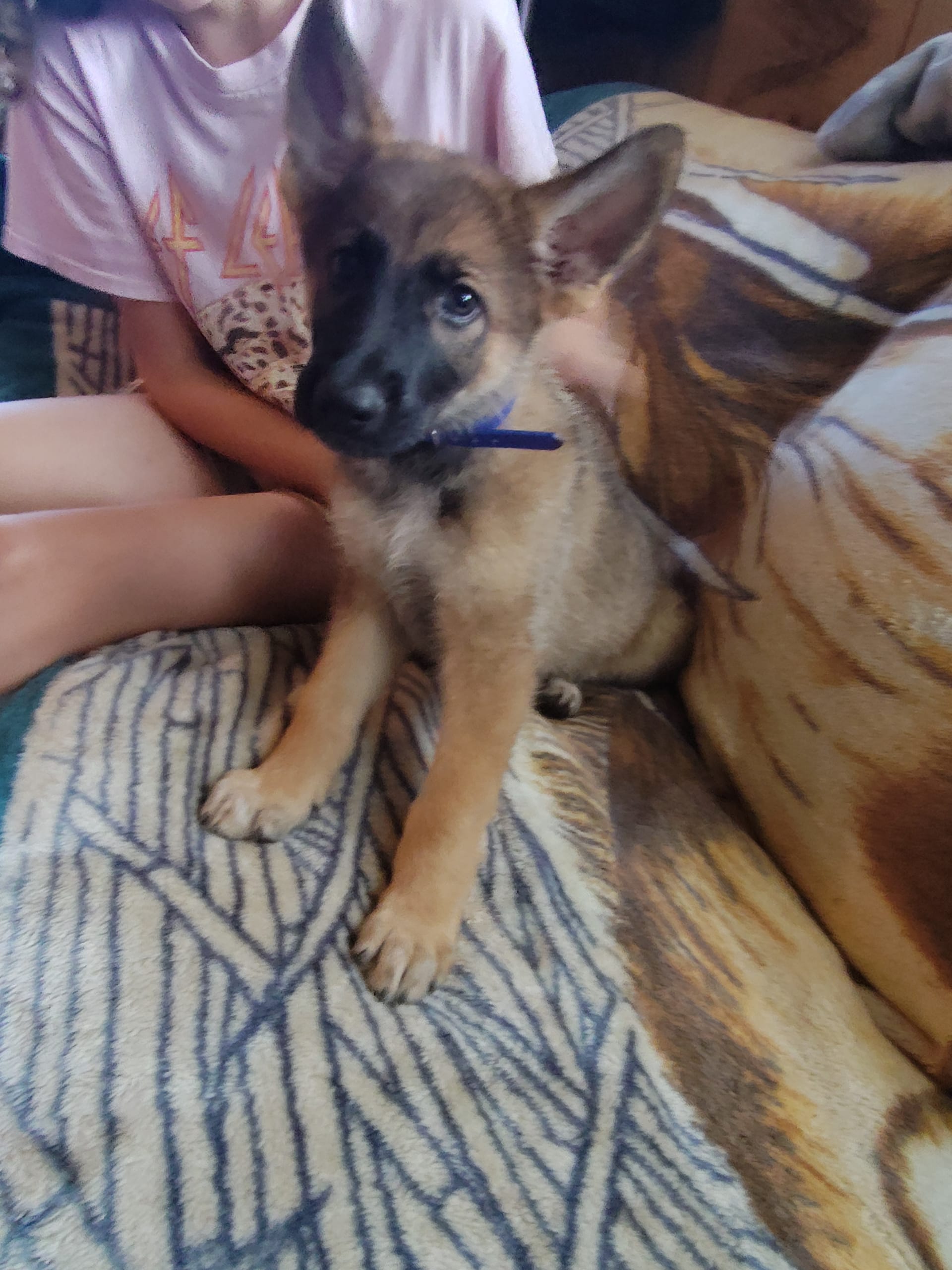 German Shepherd dogs for sale: Sam - Image 3