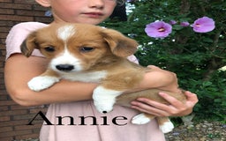 Welsh Corgi Pembroke dogs for sale: Annie - Image 2
