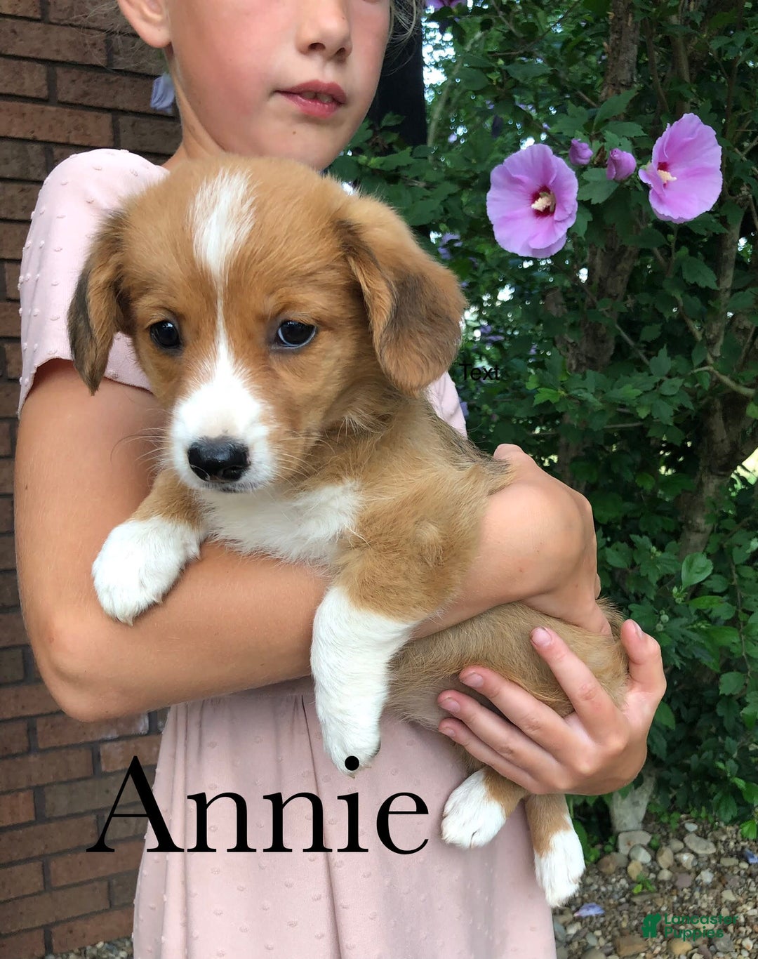 Welsh Corgi Pembroke dogs for sale: Annie - Image 2