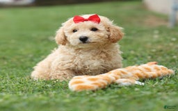 Bichpoo dogs for sale: Tyson - Image 10