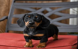 Miniature Dachshund dogs for sale: Bucky - Image 5
