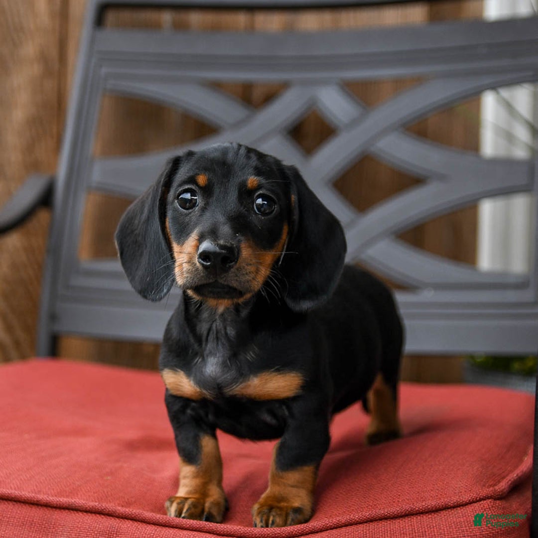 Miniature Dachshund dogs for sale: Bucky - Image 5