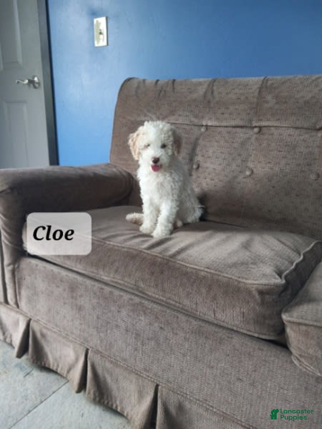 Cavapoo dogs for sale: Tinker - Image 10