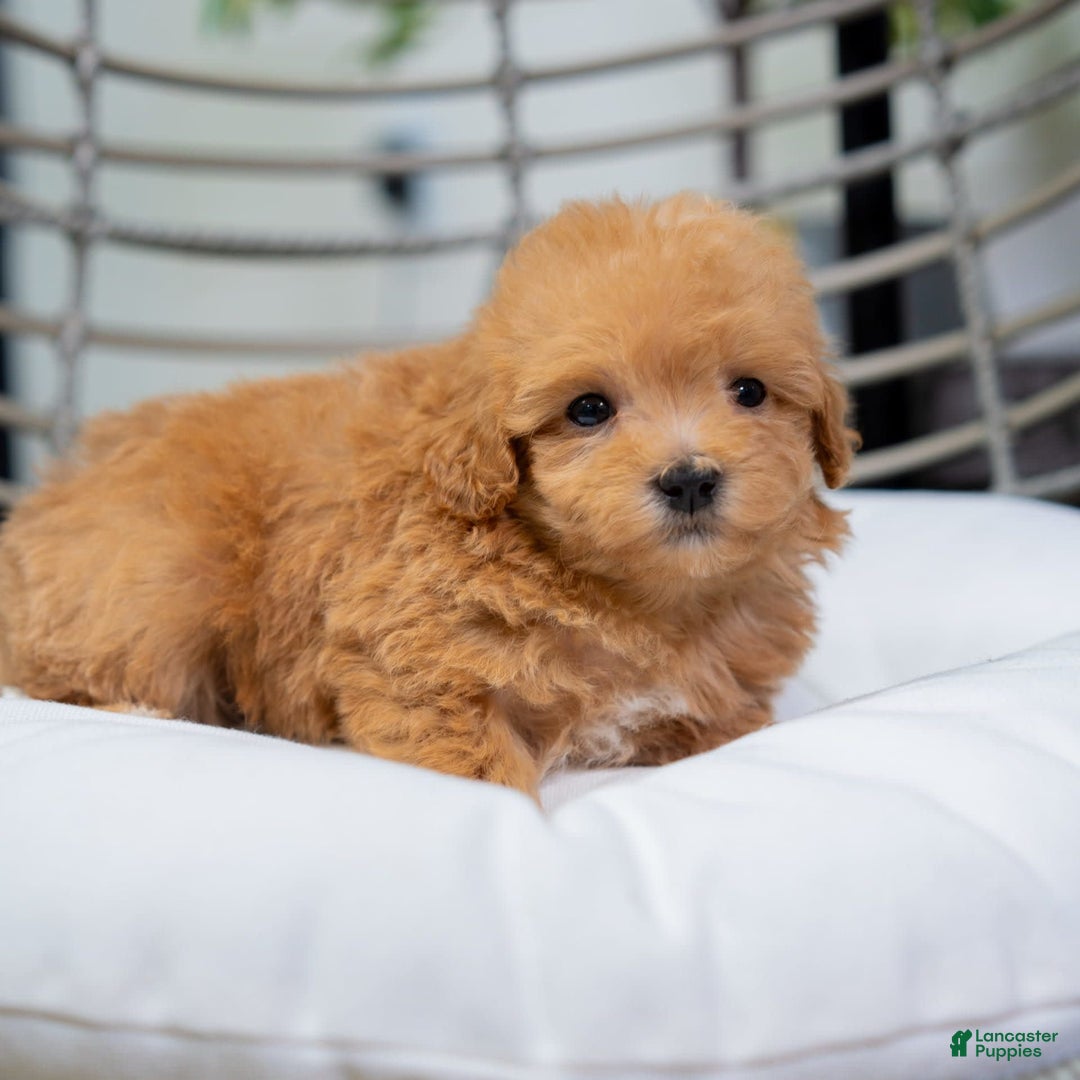 Maltipoo dogs for sale: Vera - Image 2