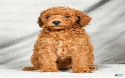 Miniature Poodle dogs for sale: Destiny - Image 6