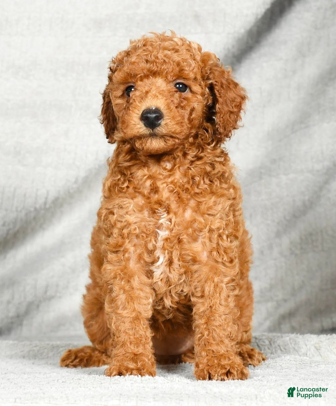 Miniature Poodle dogs for sale: Destiny - Image 6