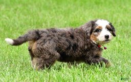 Mini Bernedoodle dogs for sale: Jade - Image 7