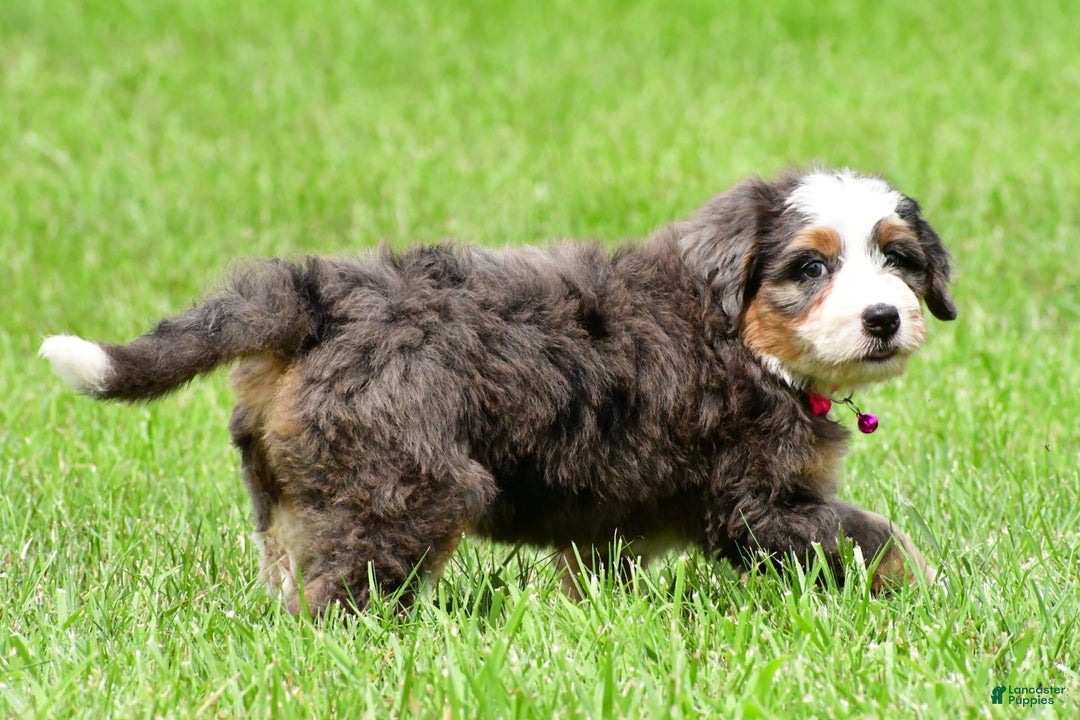 Mini Bernedoodle dogs for sale: Jade - Image 7