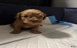 Cavapoo dogs for sale: Dixie - Image 9