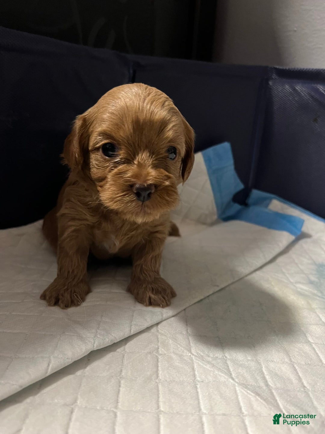 Cavapoo dogs for sale: Dixie - Image 9