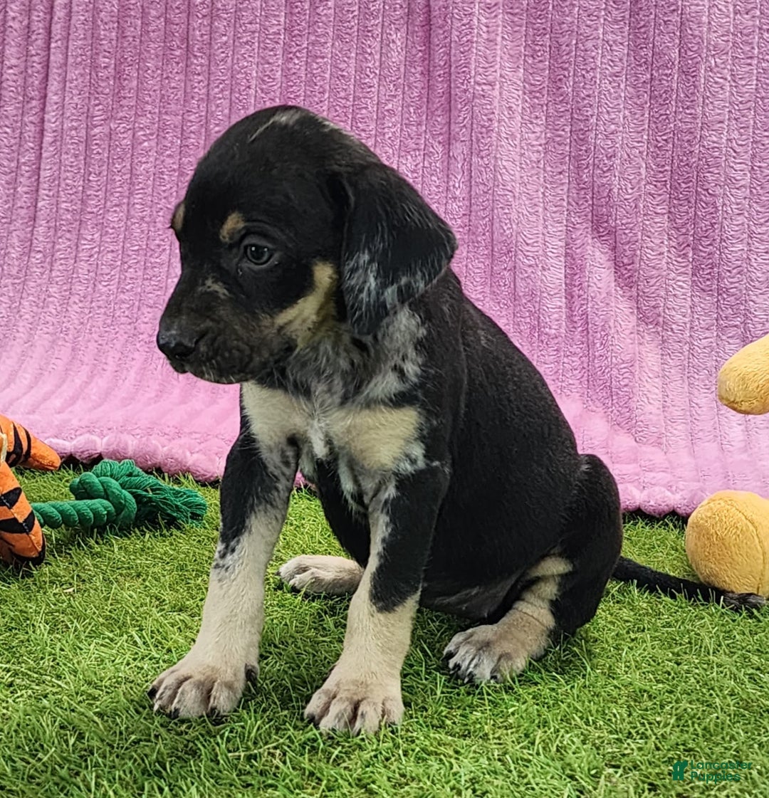 Catahoula Leopard Dog dogs for sale: Tess 2025 Female 4 - Image 12