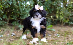 Mini Bernedoodle dogs for sale: Nova - Image 1