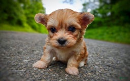 Morkie dogs for sale: Rare Gold Merle Bumblebee - Image 10